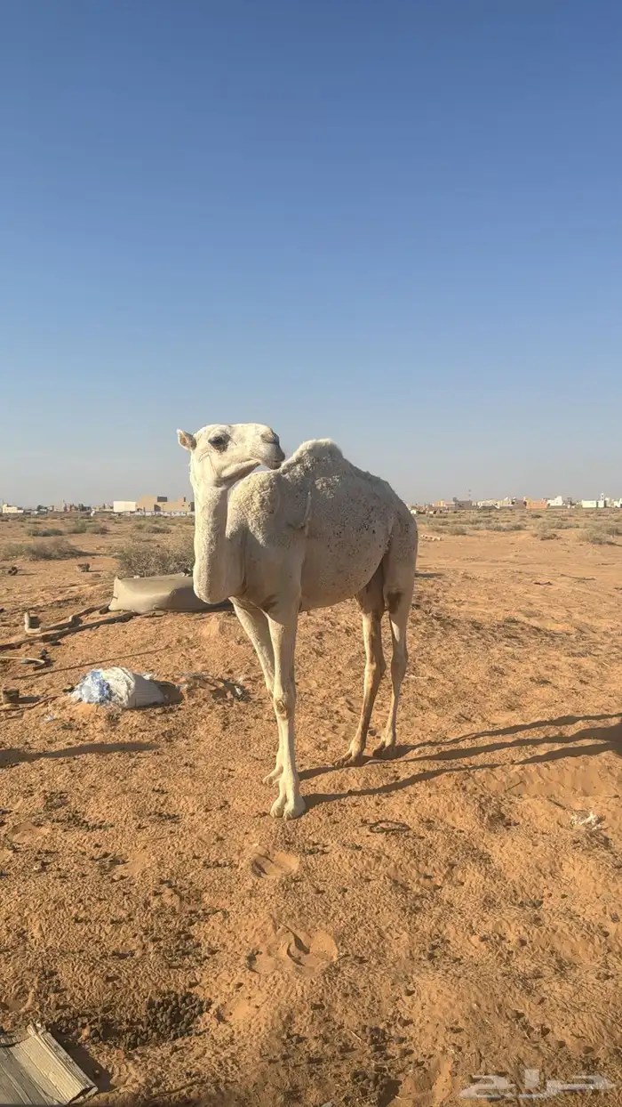 بكره حيسونيه 0