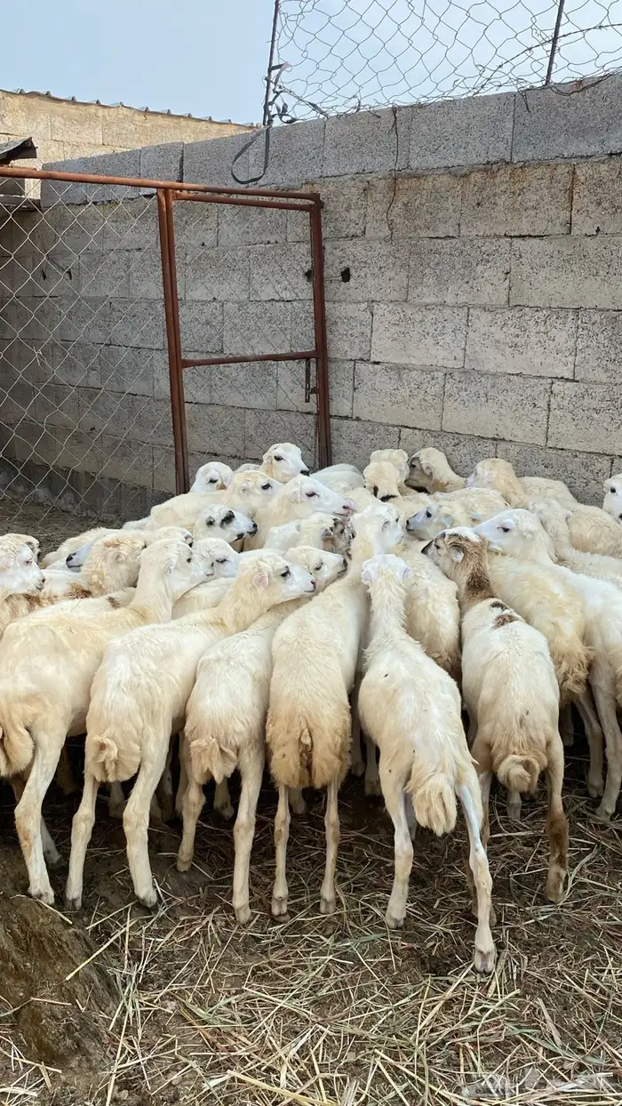 رخال رفيديه 0