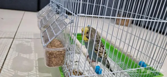 طيور   الحب 1
