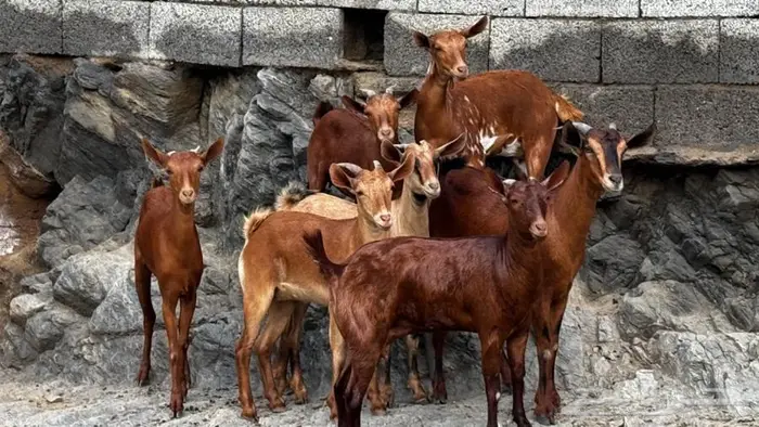 معزا دهم 7 تم البيع 1