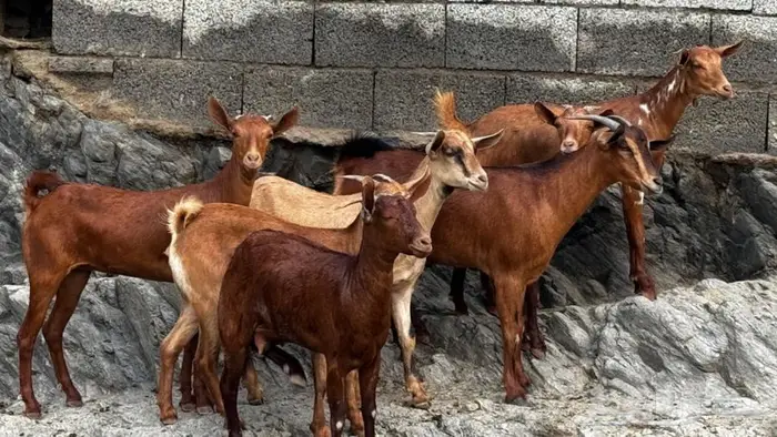 معزا دهم 7 تم البيع 3