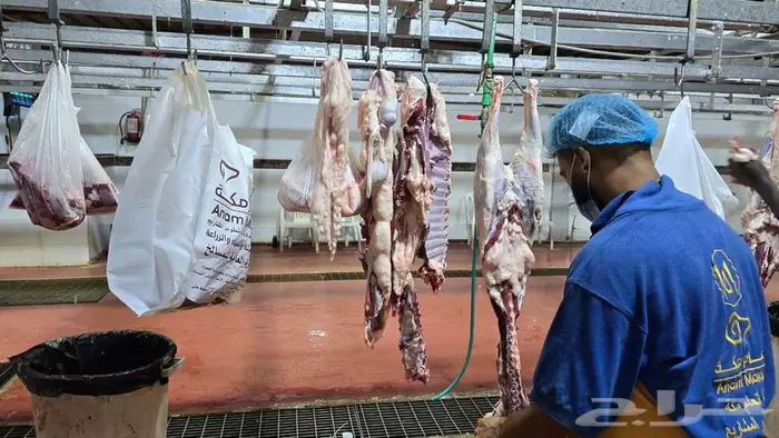 طليان سواكني مرباه جميع الاحجام ويوجد خدمة ذبح وتوصيل للباب 2