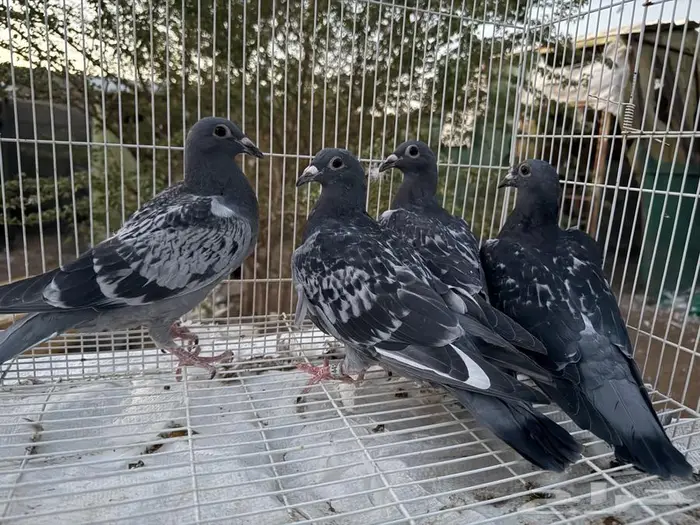 مجموعة فرنسي وزاجل سباق وحمام باكستاني 3