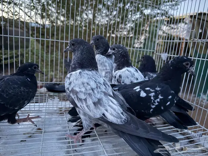 مجموعة فرنسي وزاجل سباق وحمام باكستاني 9