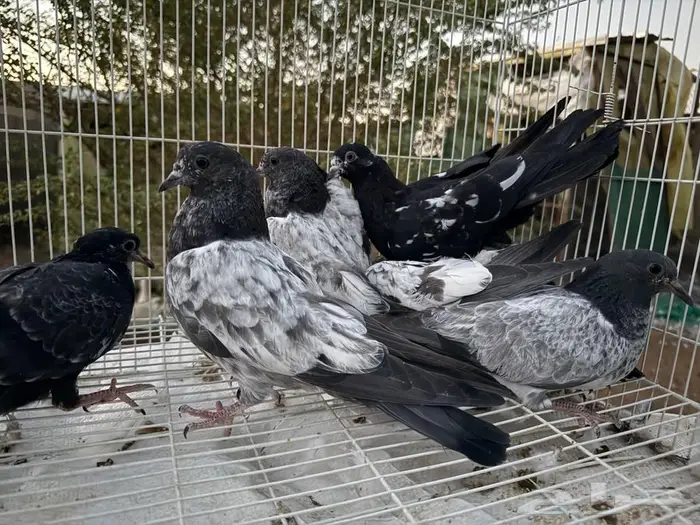 مجموعة فرنسي وزاجل سباق وحمام باكستاني 8