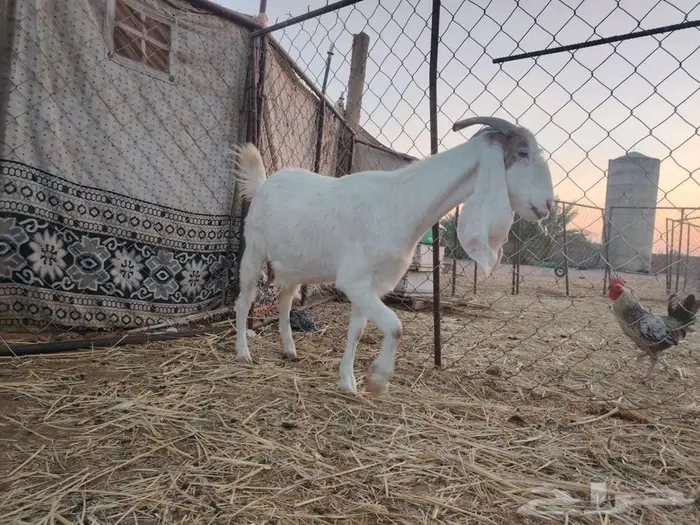 للبيع عنز هولندية مضرع ثلاث شهور 2