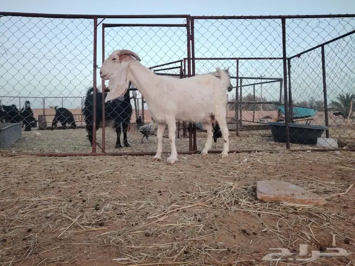 للبيع عنز هولندية مضرع ثلاث شهور 0