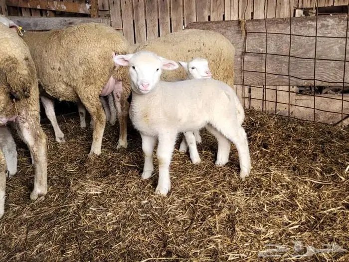 6 Month Old Below Healthy Livestock Sheep 2