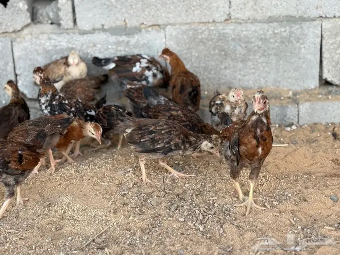 دجاج فراريج فري عربي اصيل العمر شهرين محصنات 0