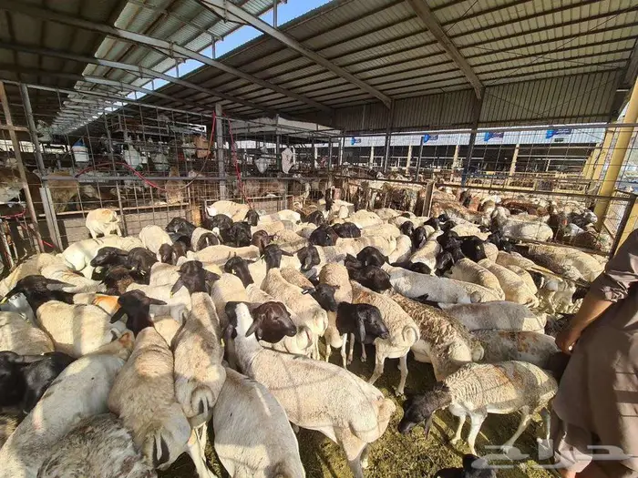 نص ذبيحة طلي بربري ب 390 شامل الذبح و التصوير والتوصيل 3