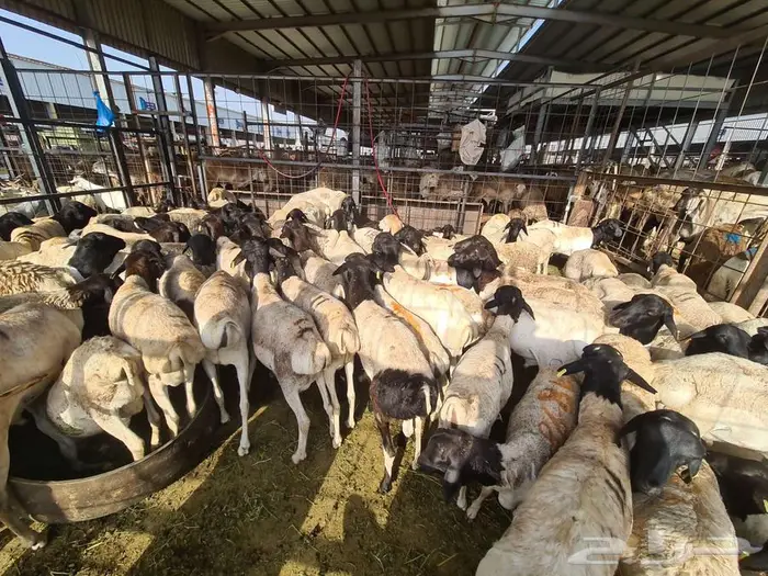 نص ذبيحة طلي بربري ب 390 شامل الذبح و التصوير والتوصيل 1