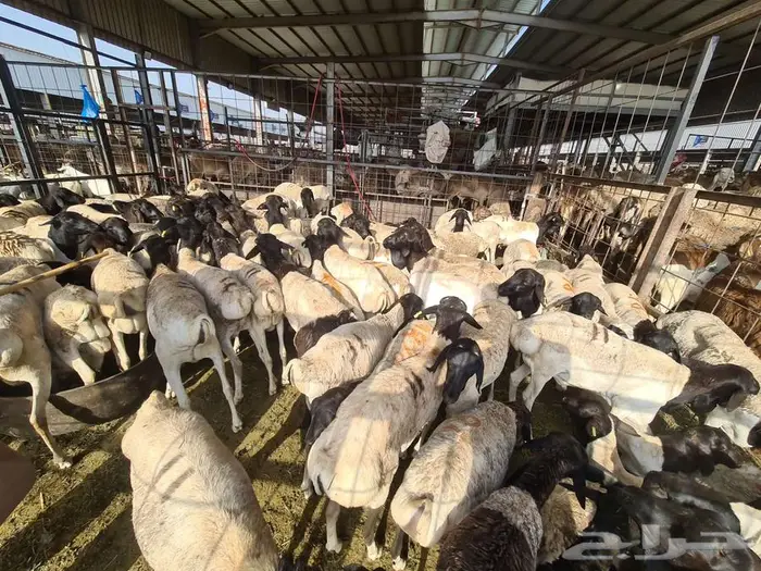 نص ذبيحة طلي بربري ب 399 شامل الذبح و التصوير والتوصيل 6