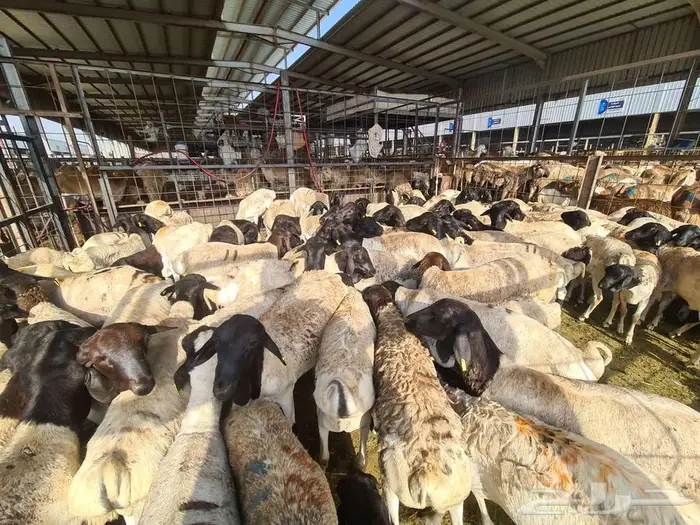 نص ذبيحة طلي بربري ب 399 شامل الذبح و التصوير والتوصيل 2