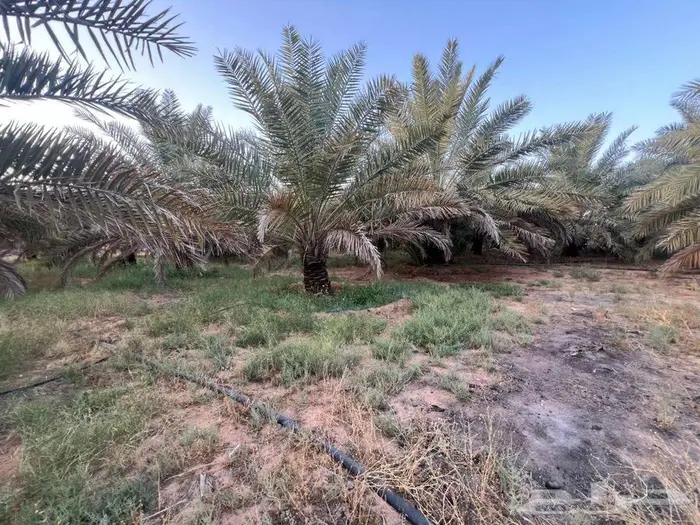 مزرعة للبيع بالقصيم بالبطين 0