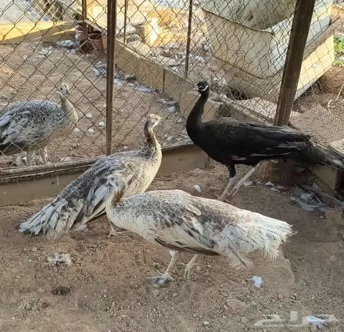 طقم طاؤوس أو طاووس برونز 0