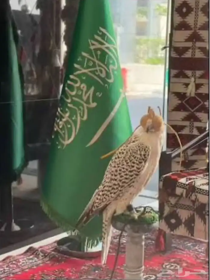تنظيم احتفالات اليوم الوطني 95 6