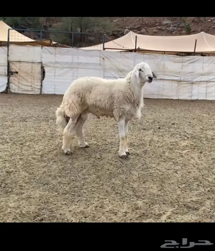 خروف فحل 0