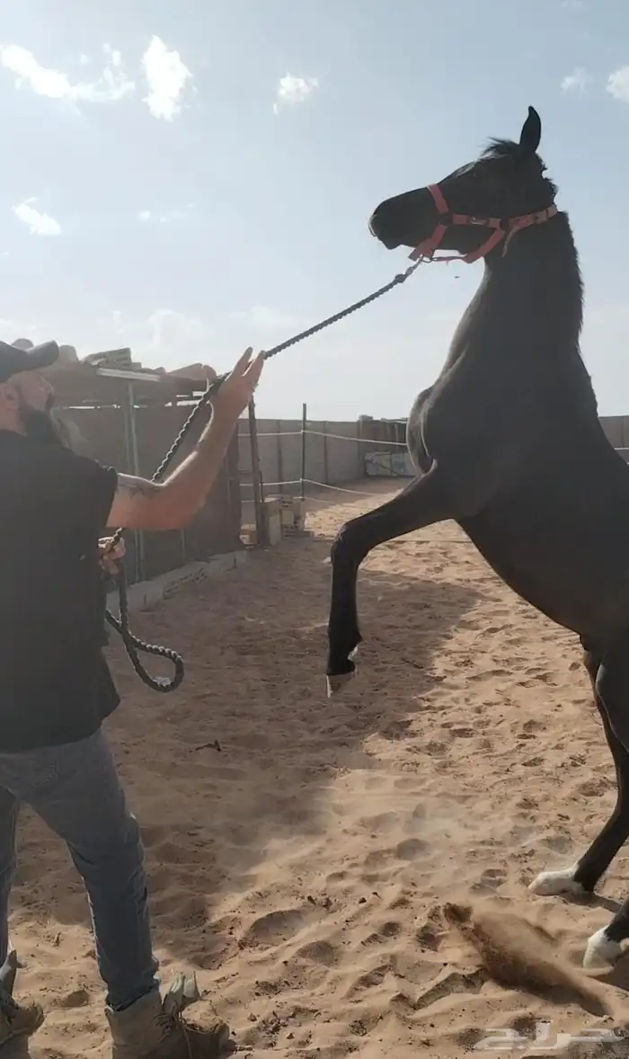 تعليم ركوب الخيل 4