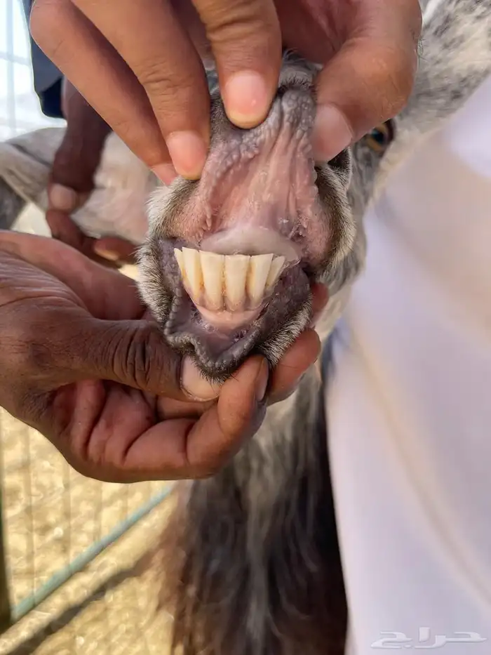 عنز عارضيه دافع تم البيع 2