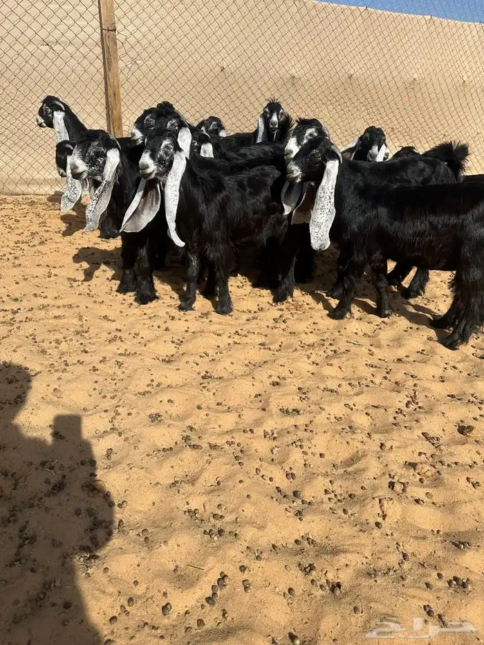 عرض بيع جفرات عوارض صنف 0