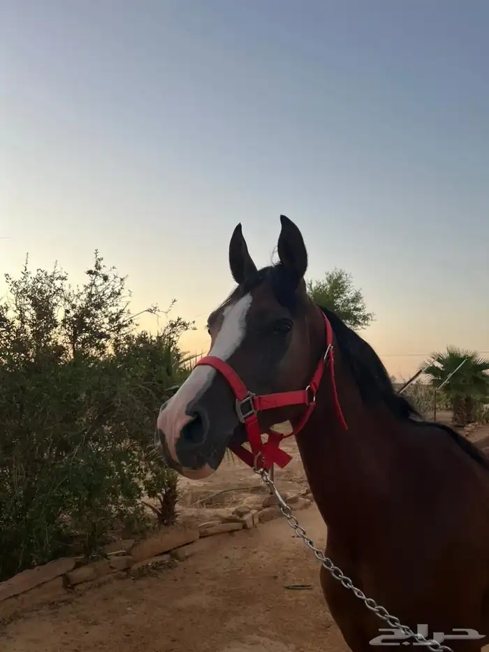 حصان شعبي العمر 3 سنوات 2