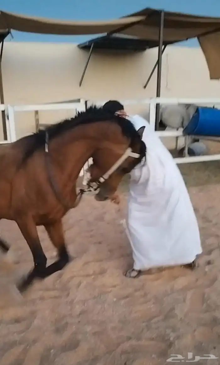 تعليم ركوب الخيل 2