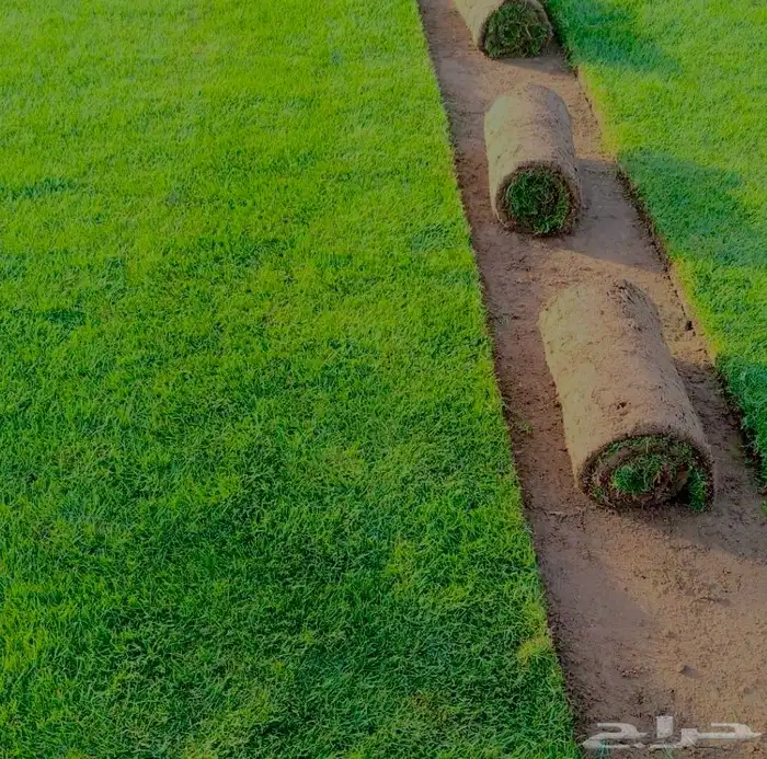 عشب طبيعي   عشب صناعي 4