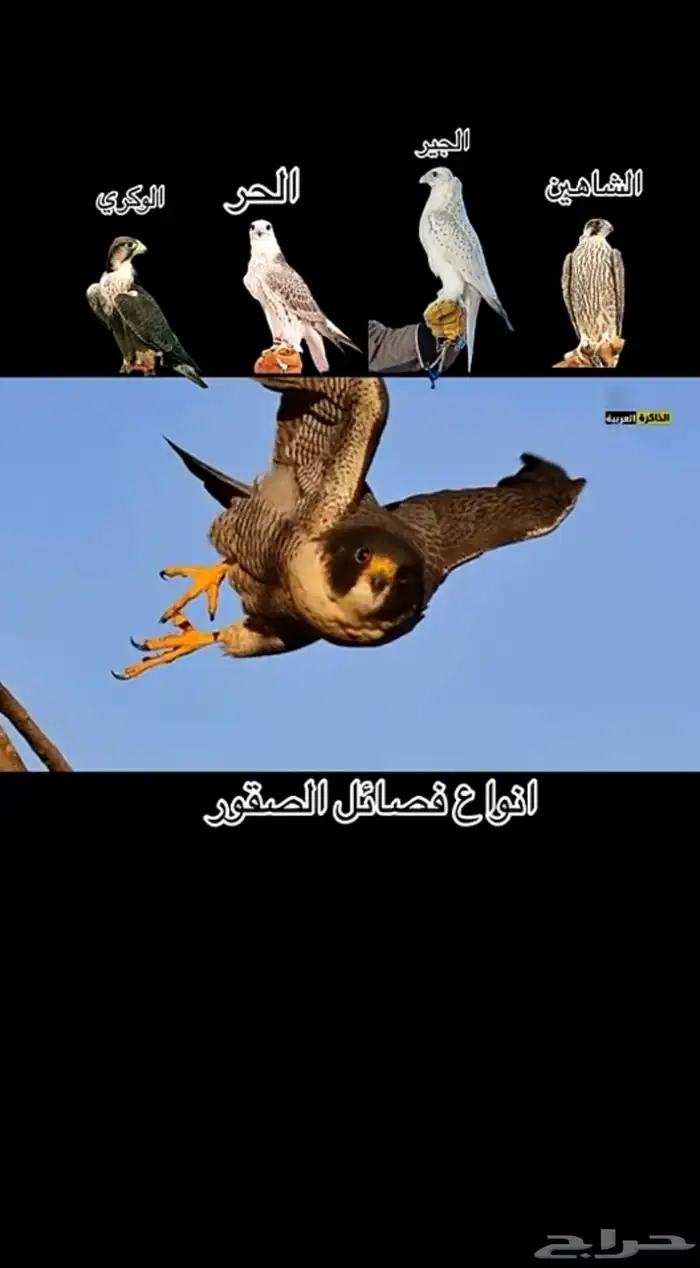 لصقر الصقور تدريب على الدس والوكر وملواح 2
