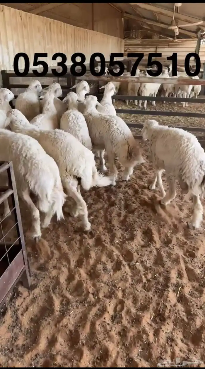 نعيمي جبر ووسط وحري جبر ووسط 4