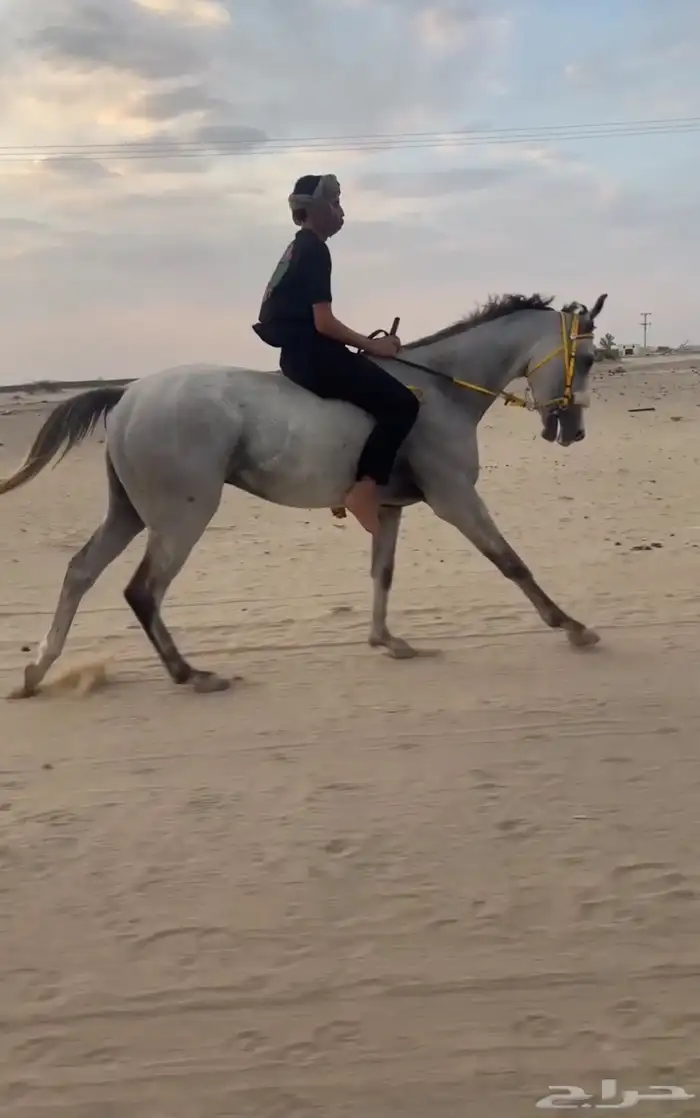 حصان سباقات بطل 11