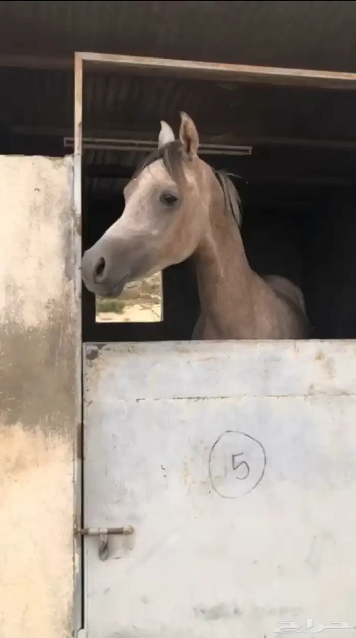 مهر مصري بيور 0