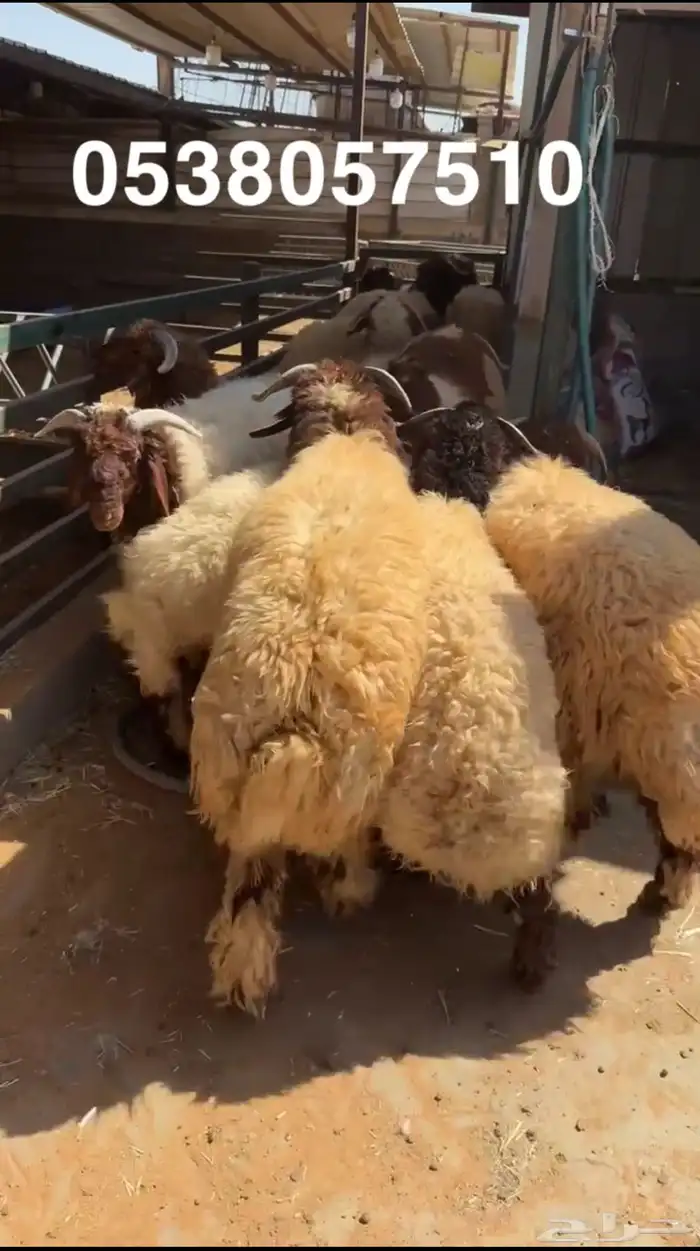 نعيمي جبر ووسط وحري جبر ووسط 2