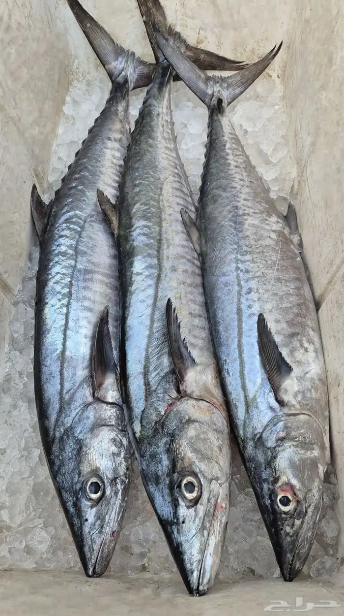 اسماك بحريه بالشكه 7