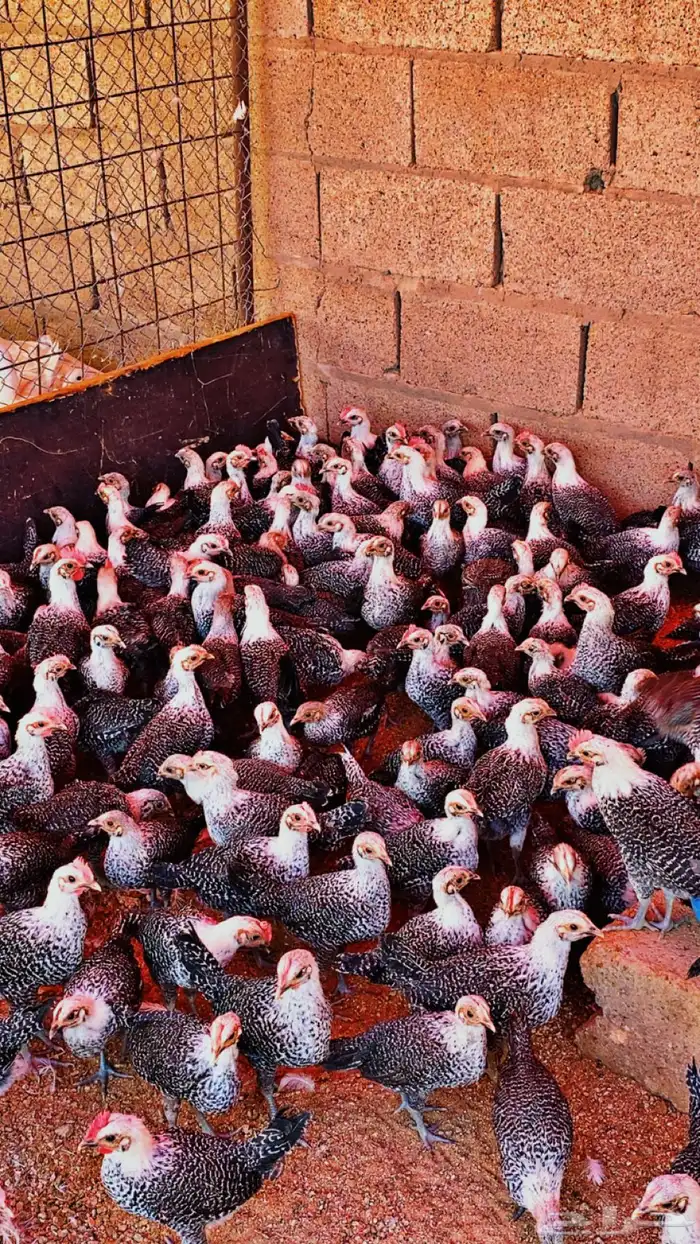 للبيع صوص دجاج فيومي 5