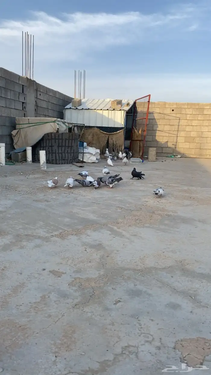 حمام للبيع باكستاني ورقاص و هندي وبلدي 1