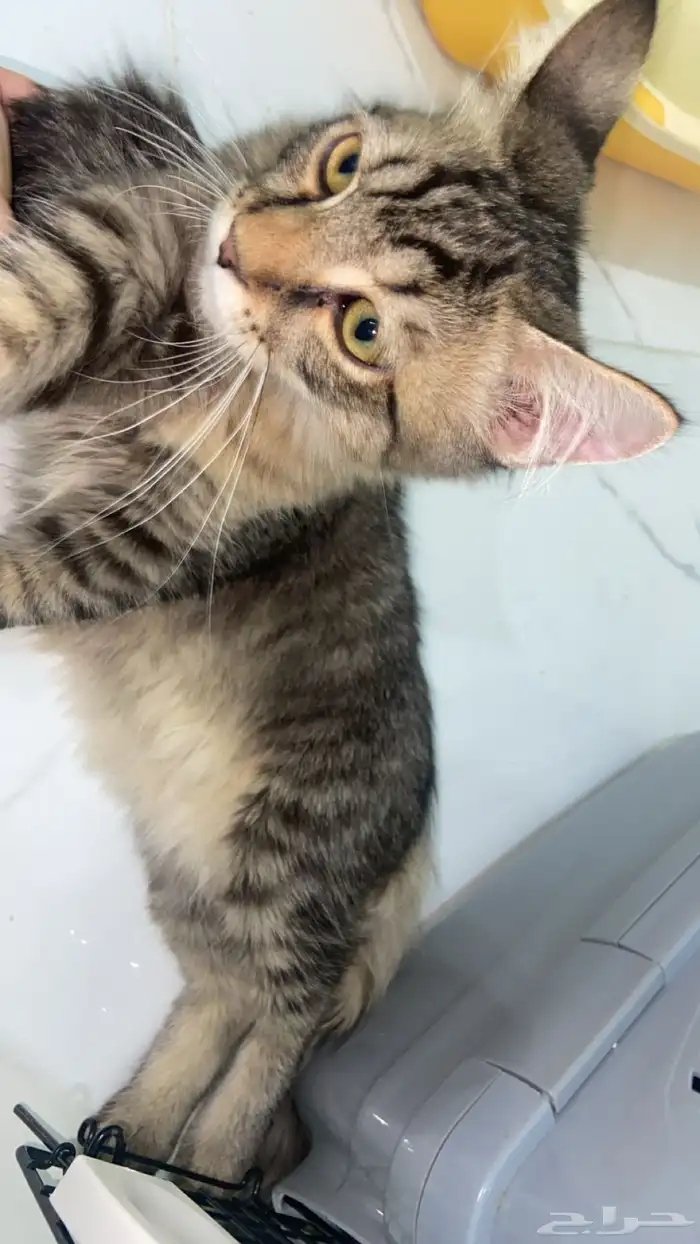 ذكر بلدي للتبني 0