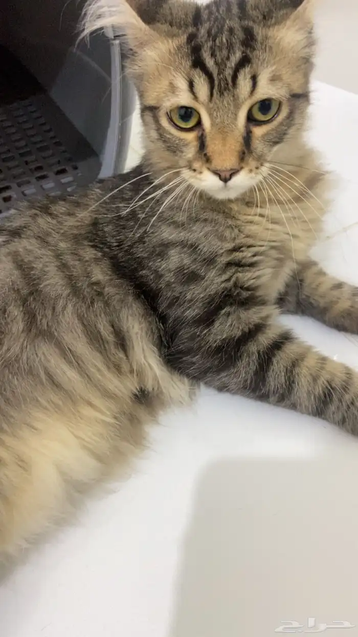 ذكر بلدي للتبني 5