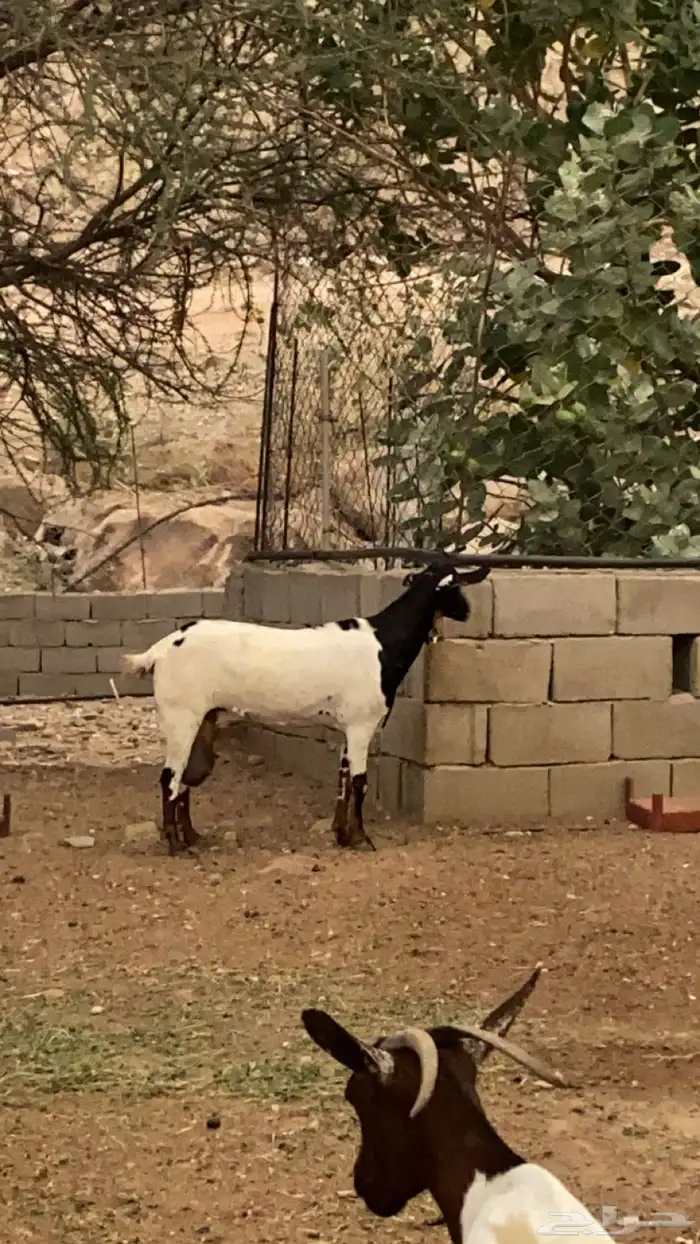 ماعز سديس لبن كان تحتها تيس ومات 1