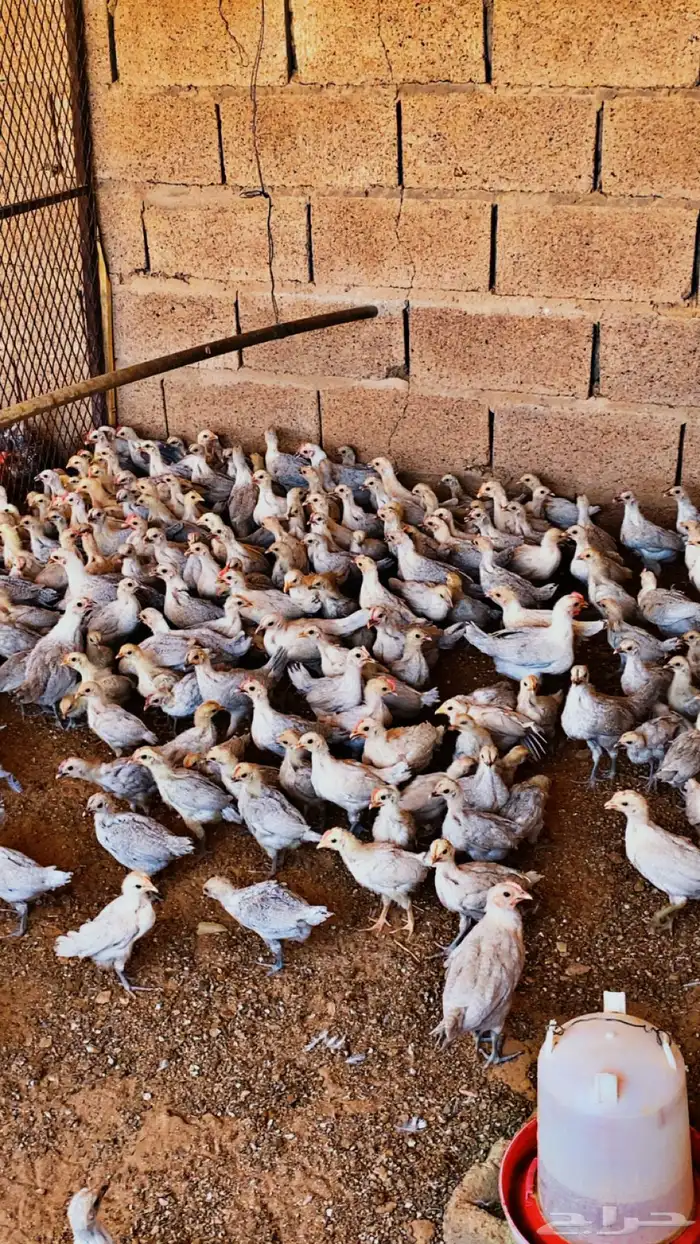 للبيع صوص دجاج فيومي 2