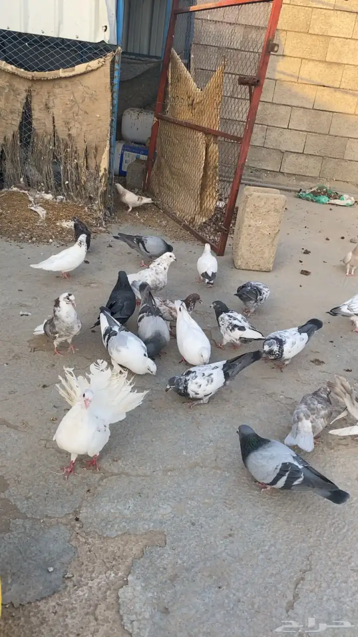 حمام للبيع باكستاني ورقاص و هندي وبلدي 8