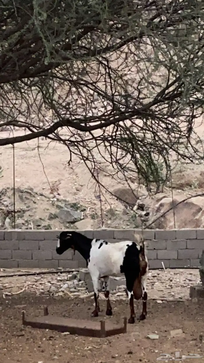 ماعز سديس لبن كان تحتها تيس ومات 0