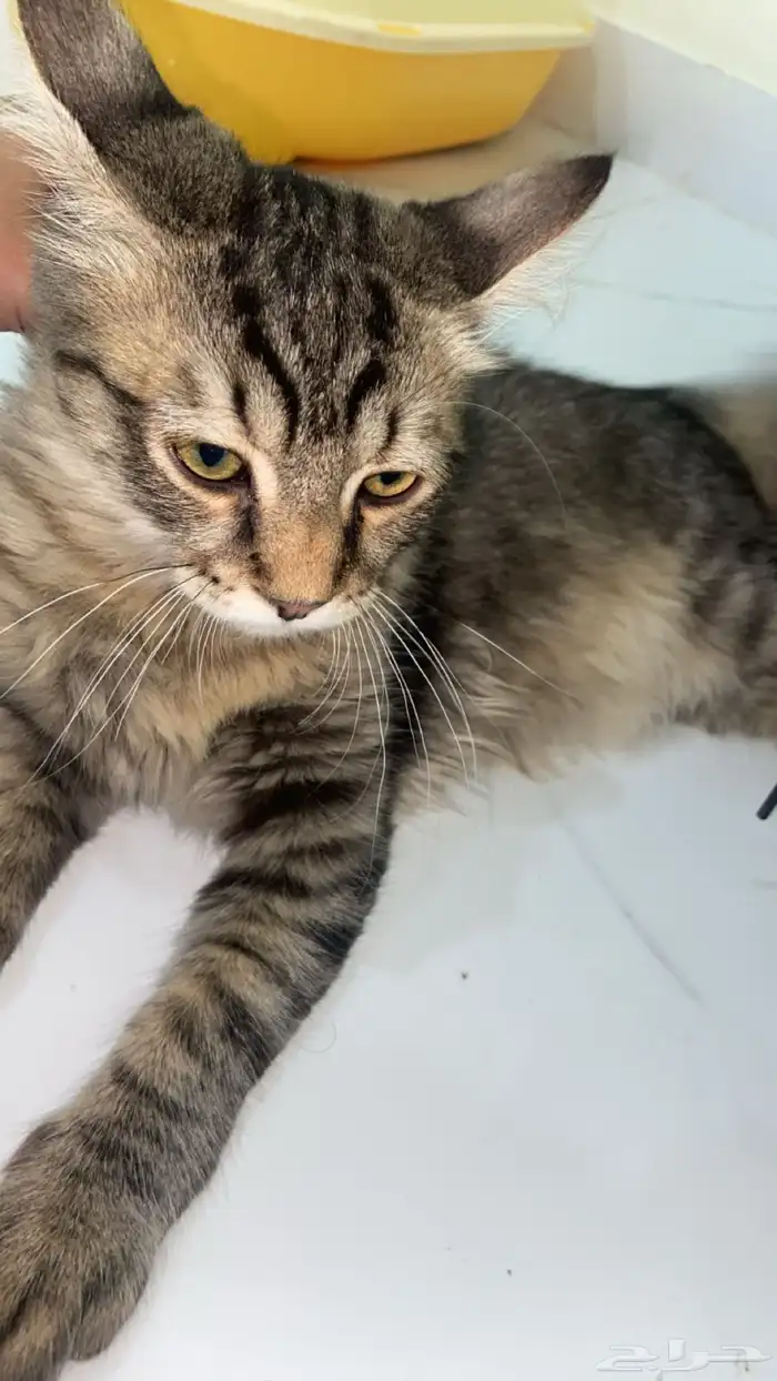 ذكر بلدي للتبني 1