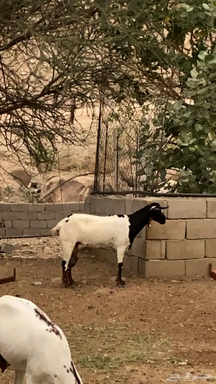 ماعز سديس لبن كان تحتها تيس ومات 2
