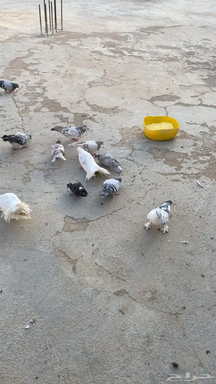 حمام للبيع باكستاني ورقاص و هندي وبلدي 4