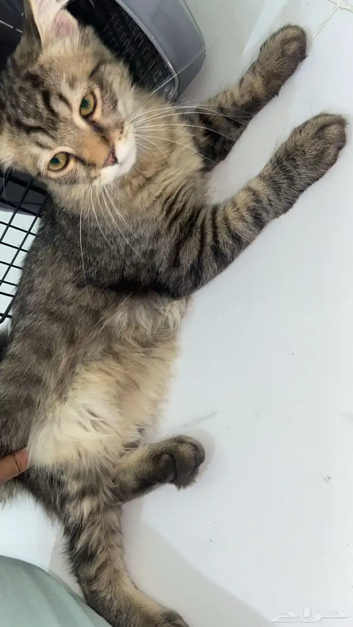 ذكر بلدي للتبني 4