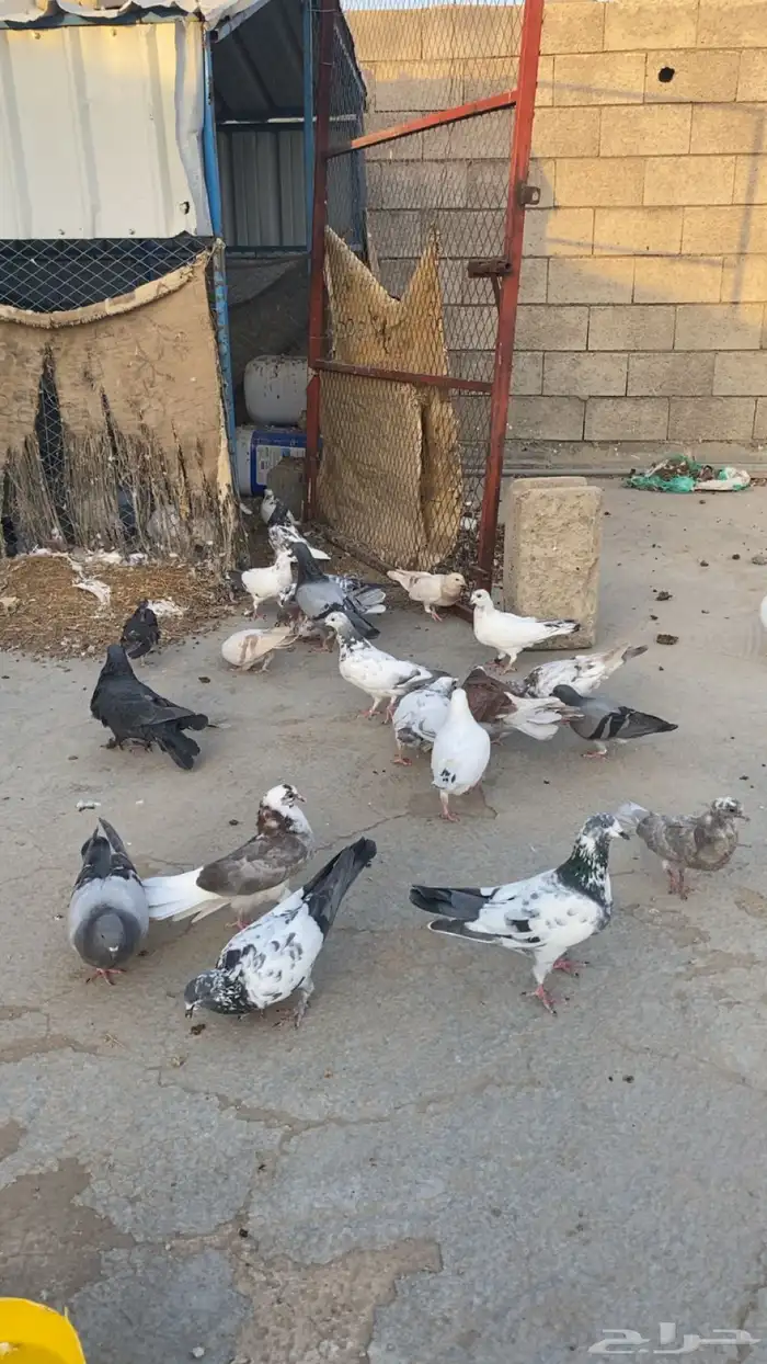 حمام للبيع باكستاني ورقاص و هندي وبلدي 9