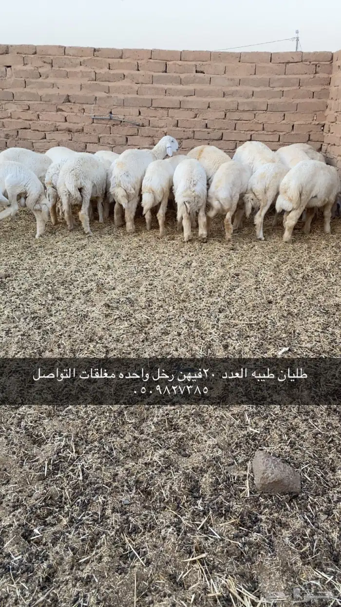 طليان 0