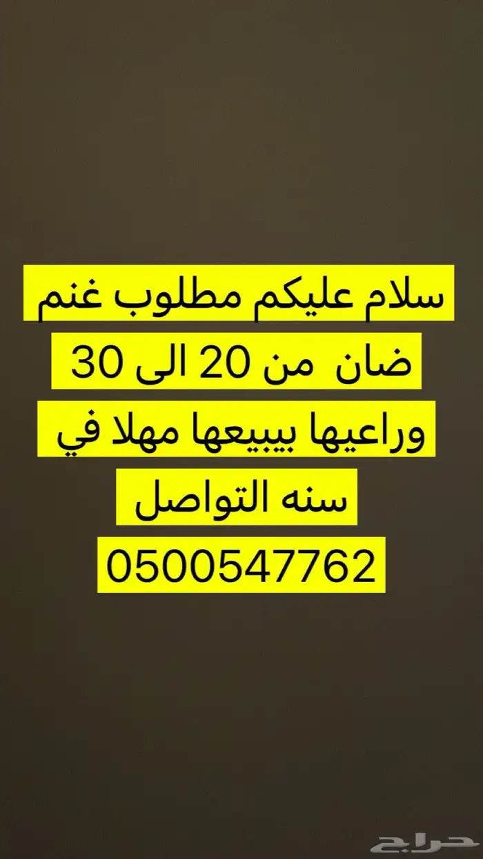 مطلوب ضان للبيع 0