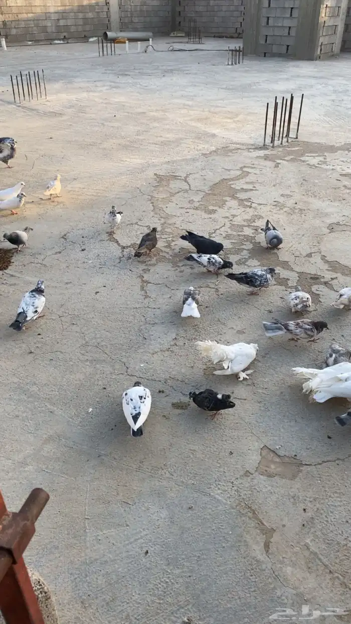 حمام للبيع باكستاني ورقاص و هندي وبلدي 2