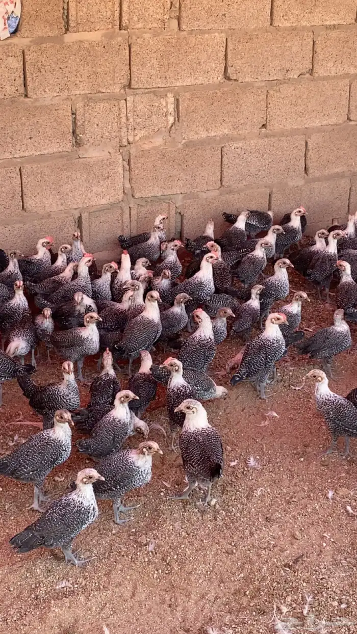 للبيع صوص دجاج فيومي 0
